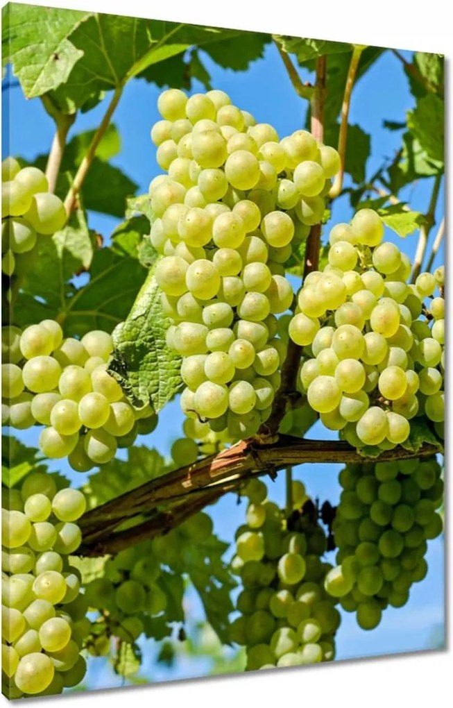 Vászonkép 60x80 Zöld szőlő