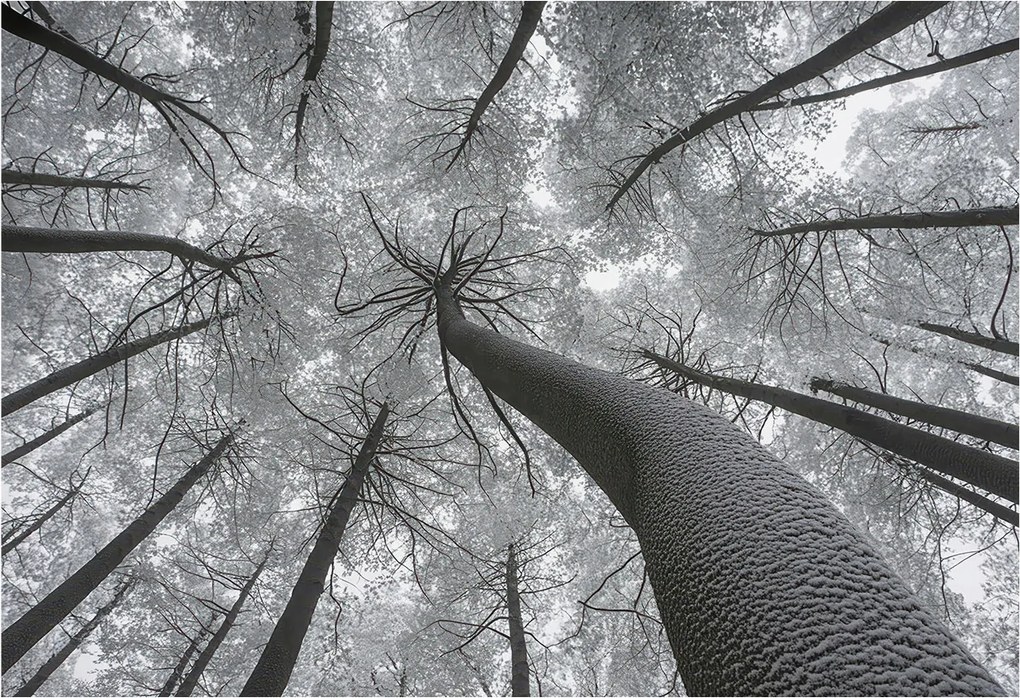 Flizelin tapéta Divatos 3D fali ragasztó Téli tájkép 152x104 ragasztó