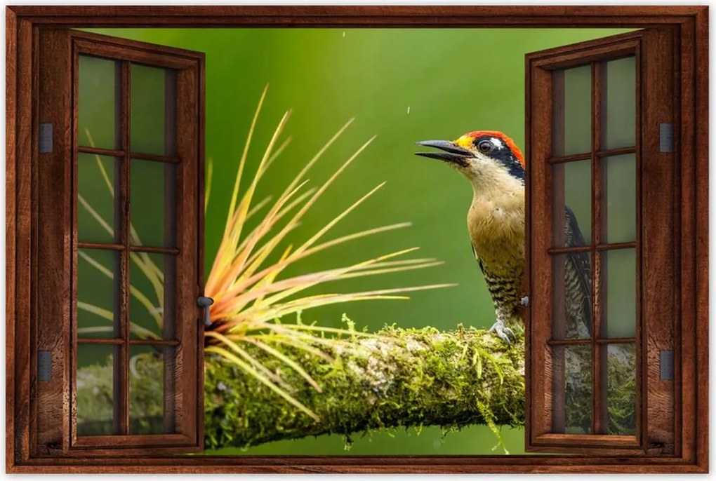 Poszterek 90x60 Madarak