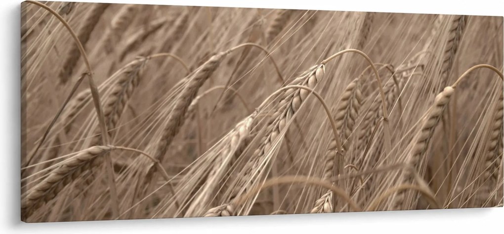 Kép - Az arany mező (120x50 cm)
