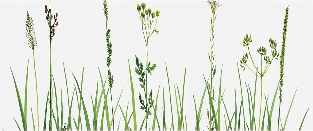 Flizelin fotótapéta Flizelin Design Finom növényvilág 250x104