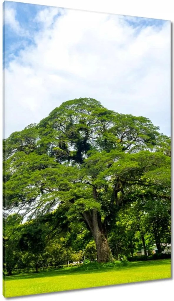 Vászonkép 80x120 Örökzöld park