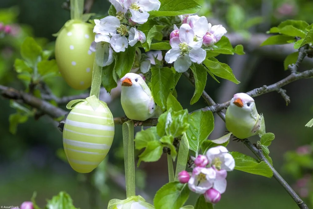 Poszter 30x20cm Húsvéti tojások lógnak az ágakon, Assaf Frank