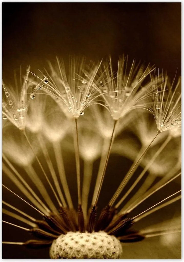 Poszterek 70x100 Pitypang Virág Virágok