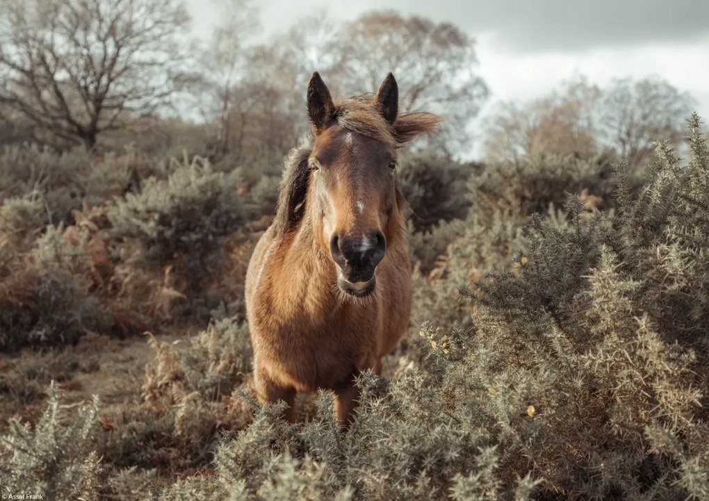 Poszter 29,7x21cm Ló a vadonban, Assaf Frank