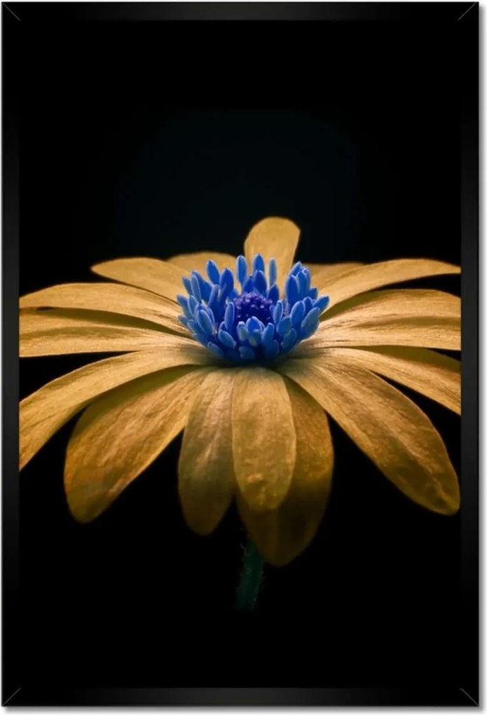 Poszter keretben 40x60 Teavirág