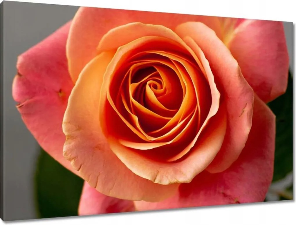 Vászonkép 90x60 Rózsa Virág Virágok Rózsa