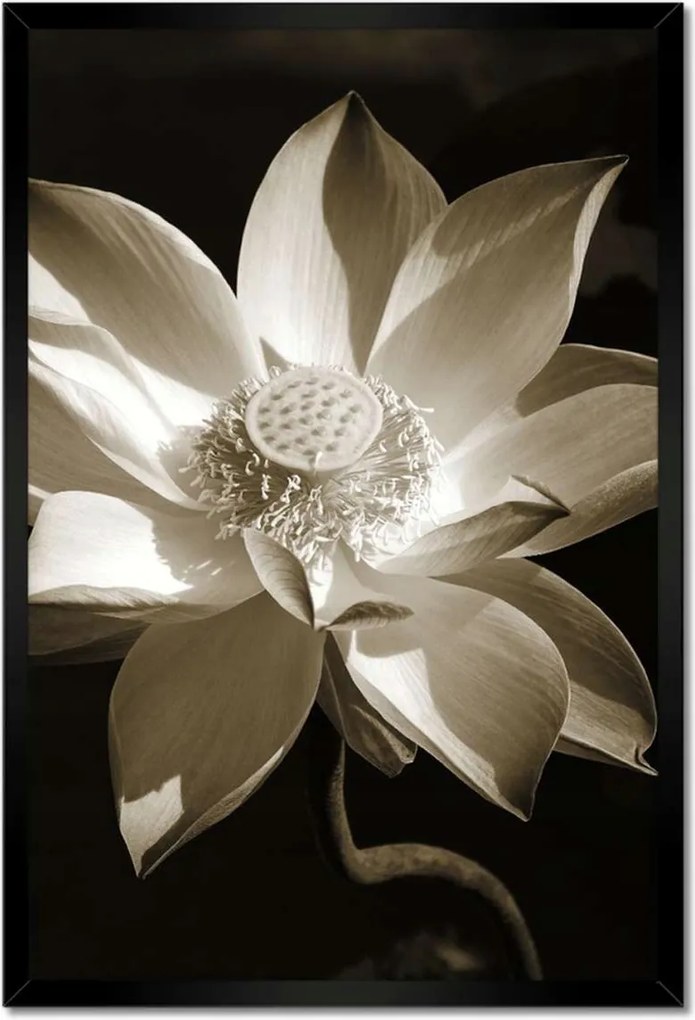 Poszterek keretben 40x60 Lótusz lótuszvirág