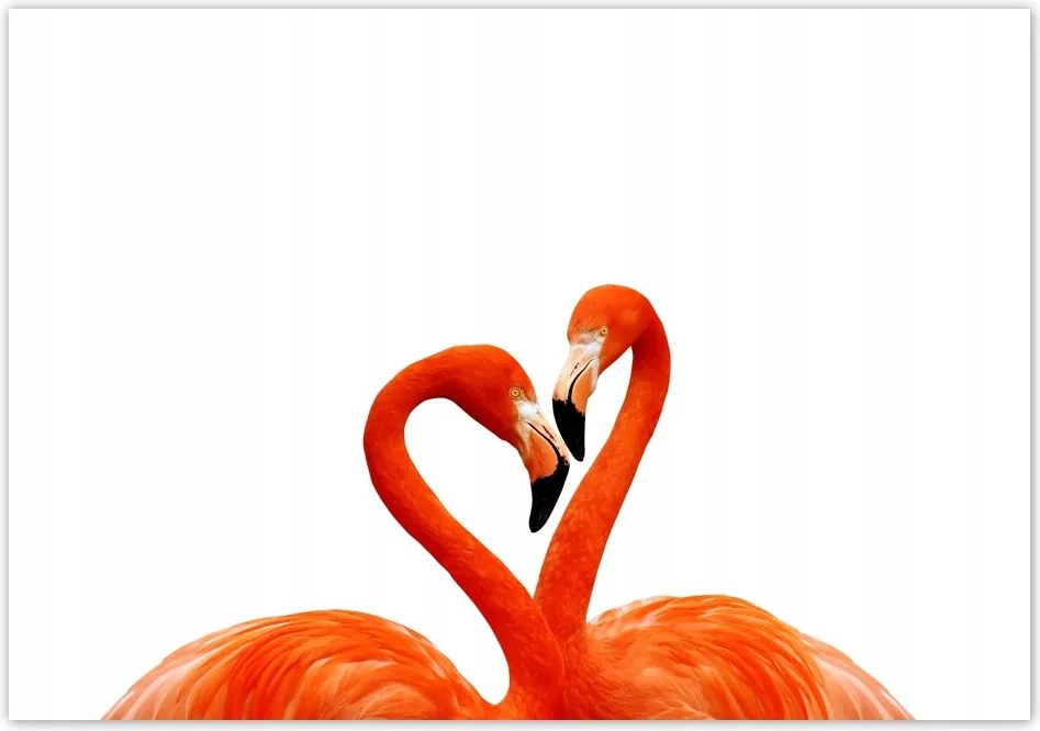 Fotótapéta flizelina 416x290 Egy pár flamingó