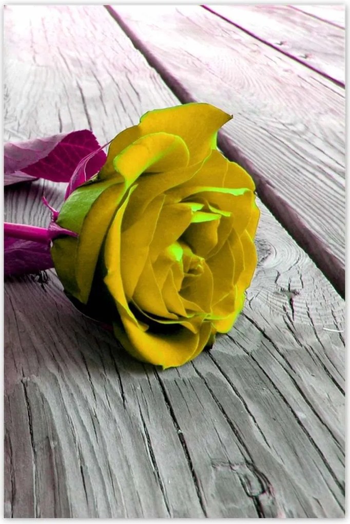 Poszterek 80x120 Freeky rose