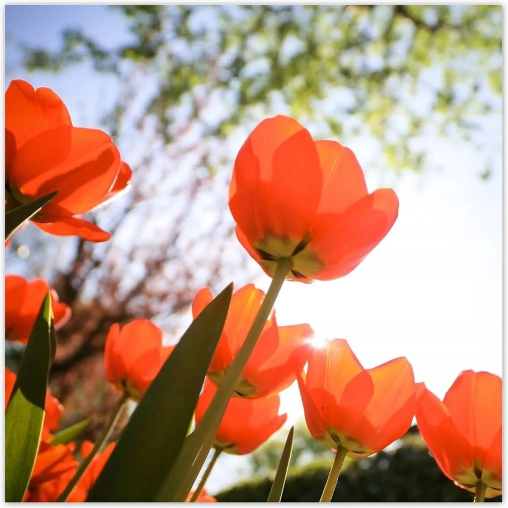 Poszterek 100x100 Az égen a pipacsok által