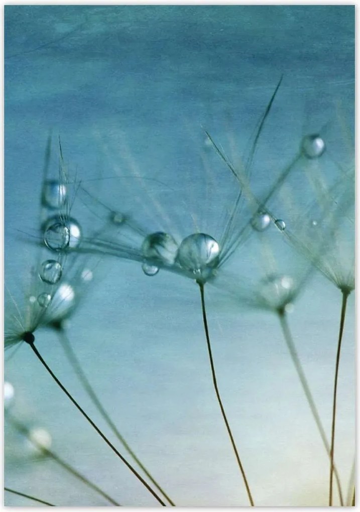 Poszterek 70x100 Pitypang Virág Virágok