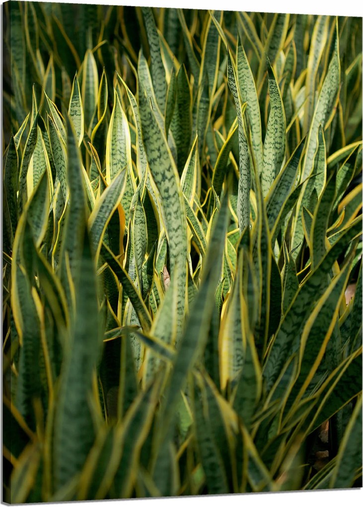 Botanika Sansewieria vászonkép 50x70 cm