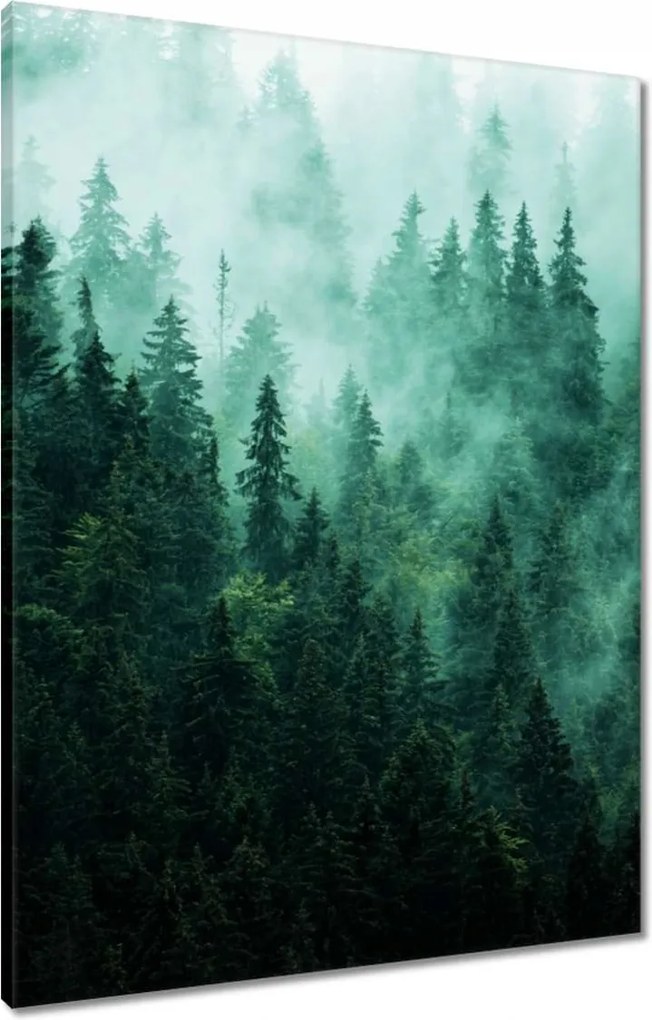 Vászonkép 60x80 Erdő Köd Tájkép Utazás