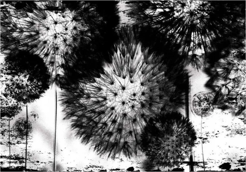 Pitypang fotótapéta minimalizmus természet vinil 254x184 +ragasztó