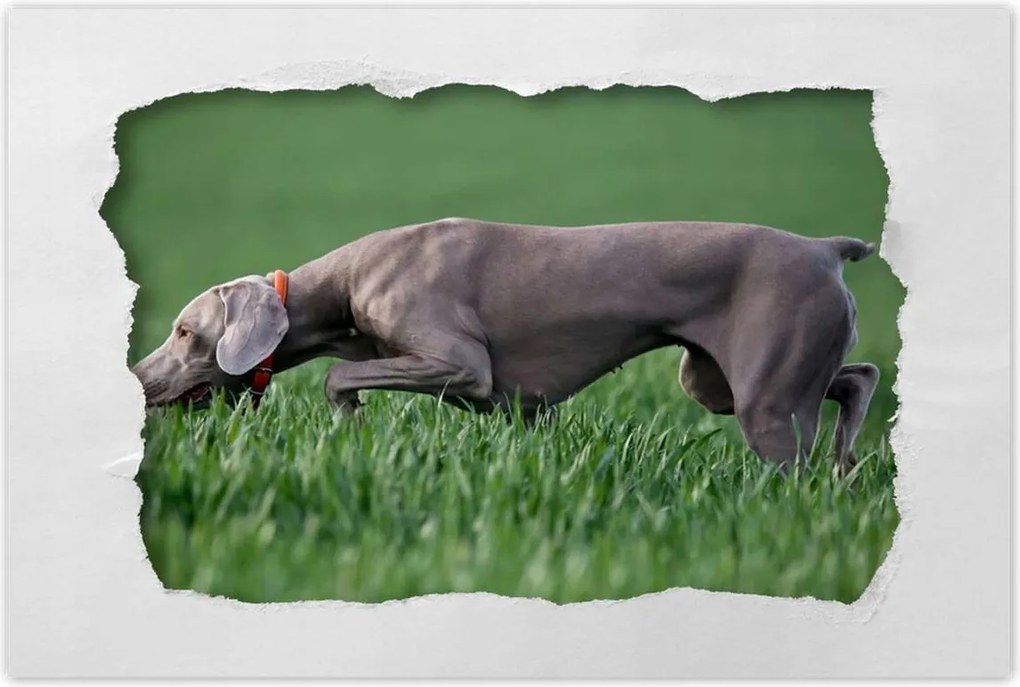 Poszterek 90x60 Vadászkutya akcióban