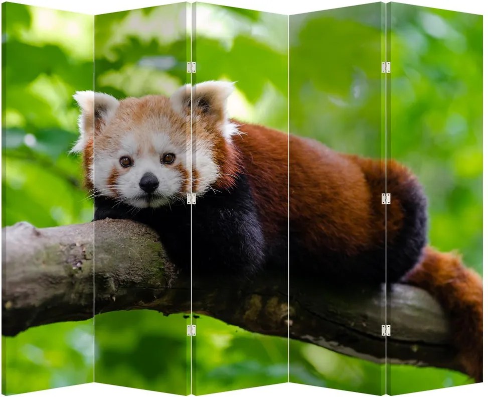 Paraván - Vörös panda (210x170 cm)