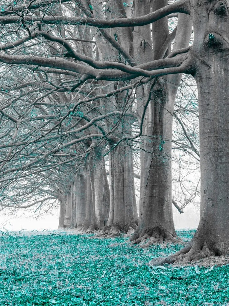 Poszter 60x80cm Fák egy sorban türkiz levelek, Assaf Frank