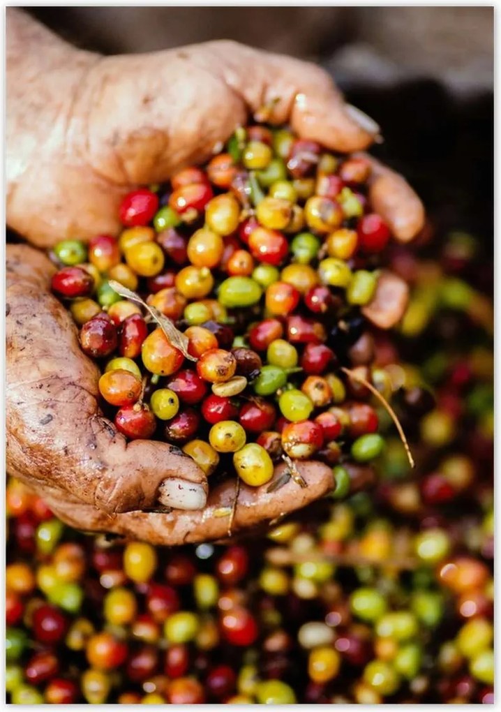 Poszterek 70x100 Kávé szett Kávé