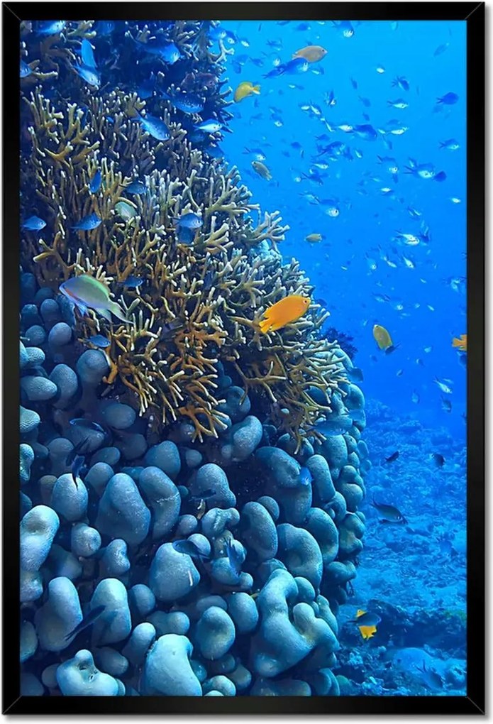 Poszterek keretben 40x60 Víz alatti lagúna korallok