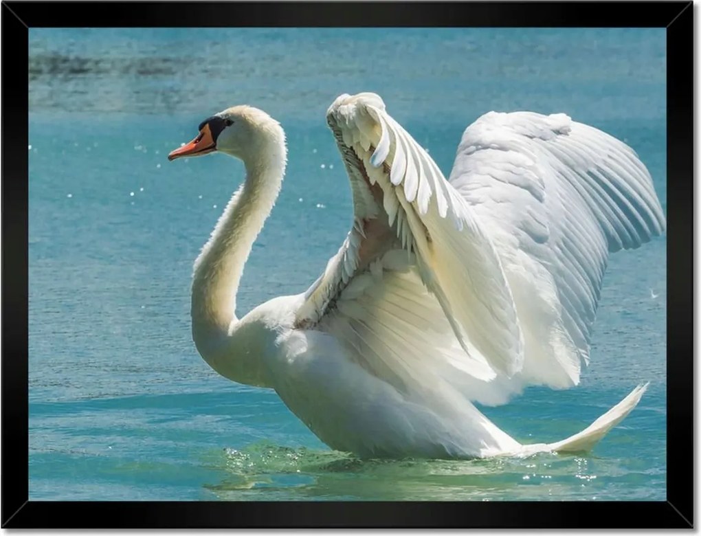 Poszterek keretben 40x30 Hattyú