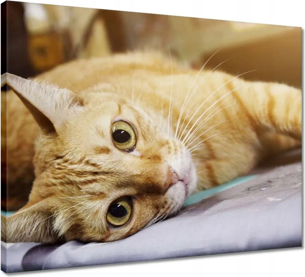 Vászonkép 50x40 Cica