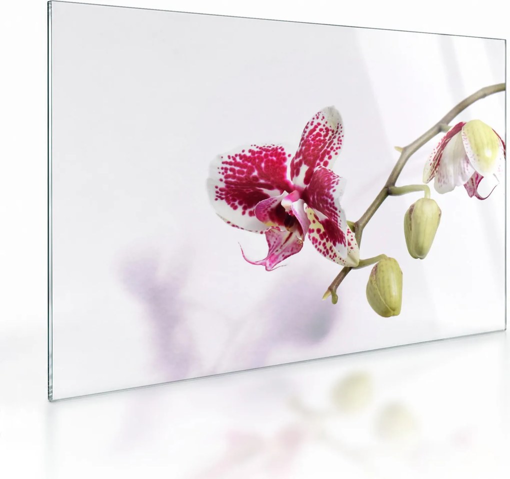 Orchidea virág képe (üvegen) (70x50 cm)