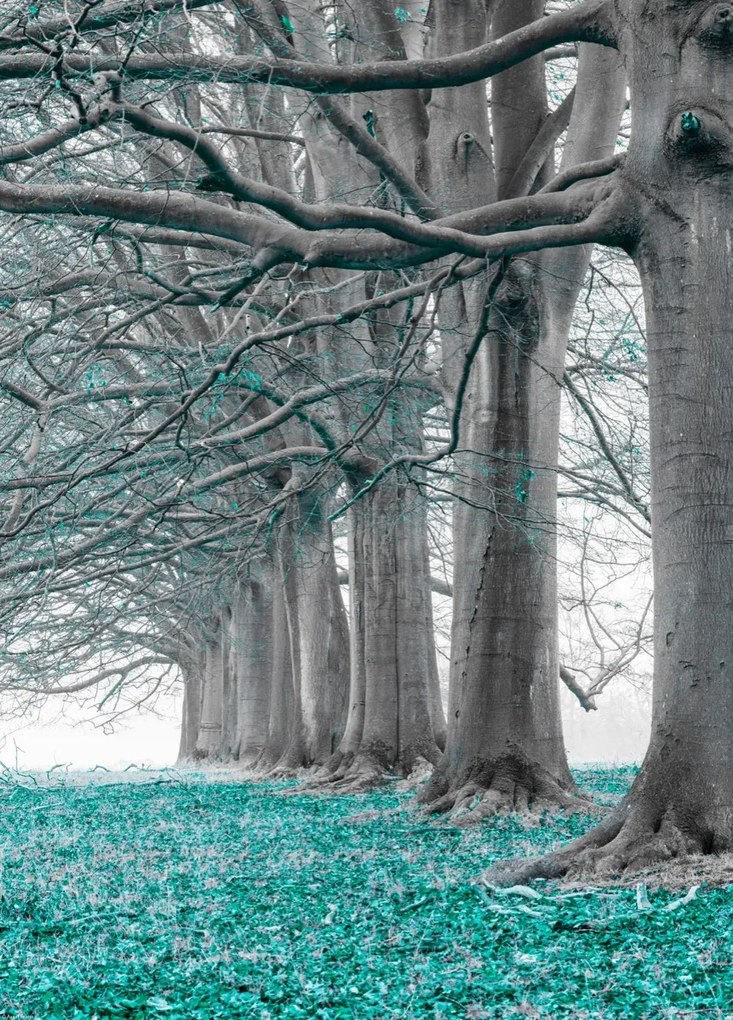 Poszter 39,5x55cm Fák egy sorban türkiz levelek, Assaf Frank