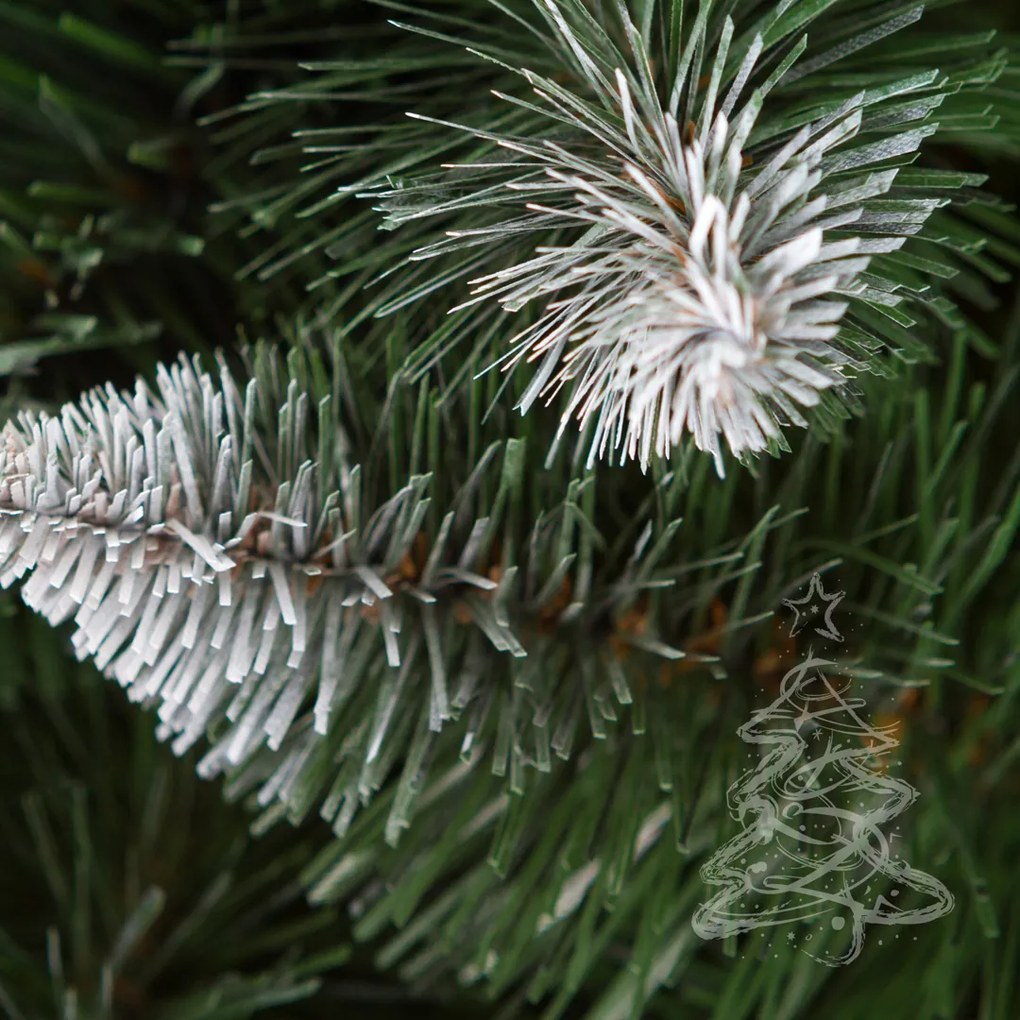 Karácsonyfa Fehér végű erdei fenyő 2D 250 cm