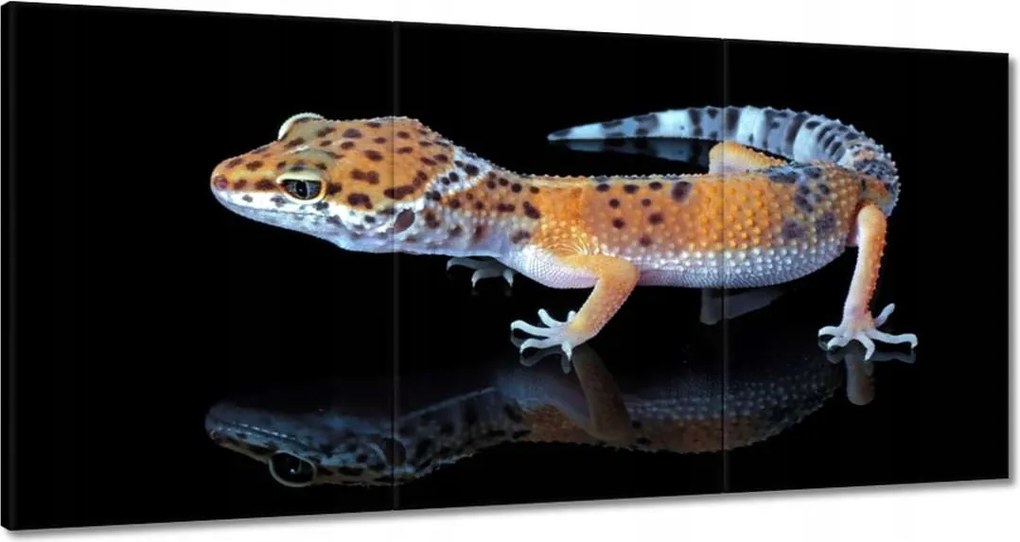 Vászonkép 60x30 Gekkó leopárd hüllők