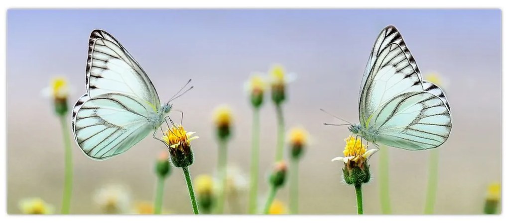 Pillangók eképe a virágon (120x50 cm)