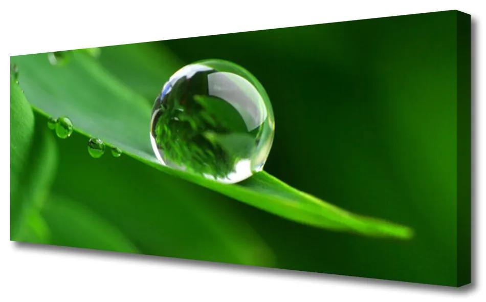 Vászonkép Plant Leaf Water Drops 125x50 cm