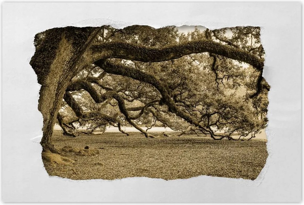 Poszterek 90x60 Erőteljes tölgy