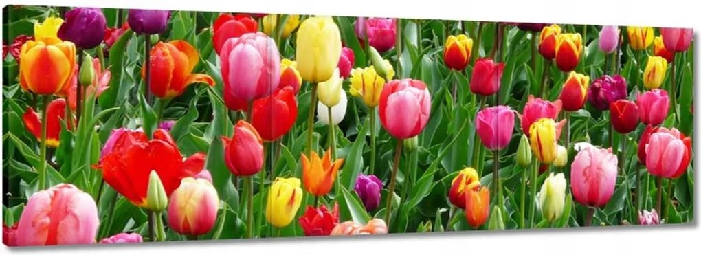 Vászonkép 150x50 Színes tulipánok a réten