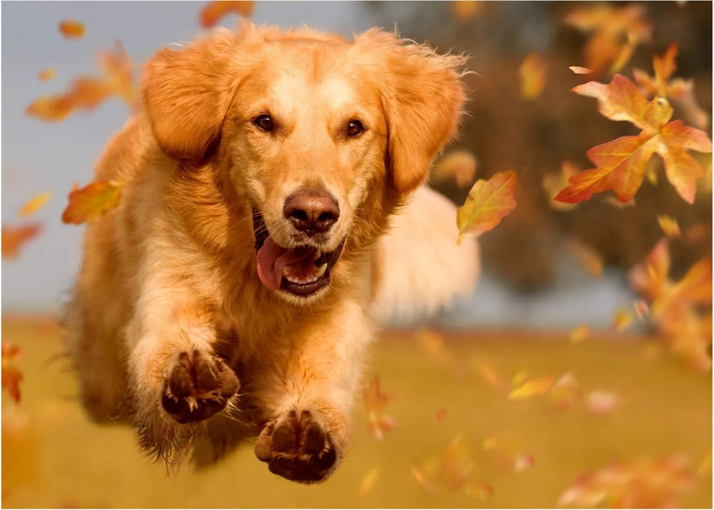 Kép - Golden Retriever (70x50 cm)