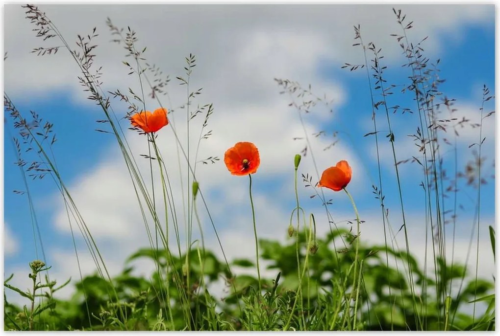 Poszterek 120x80 Piros mezei pipacs