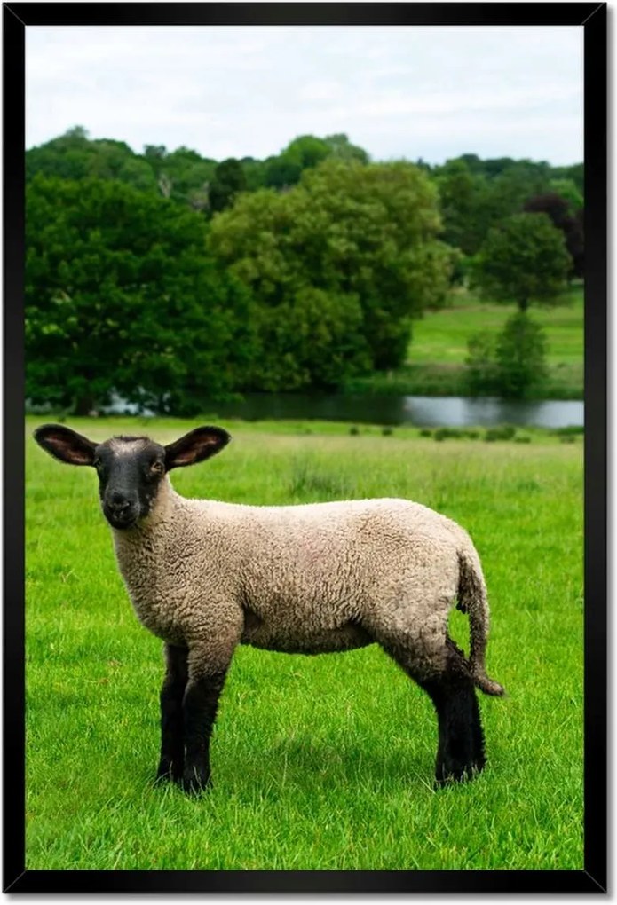 Poszterek keretben 40x60 Juh legeltetés Bárányok