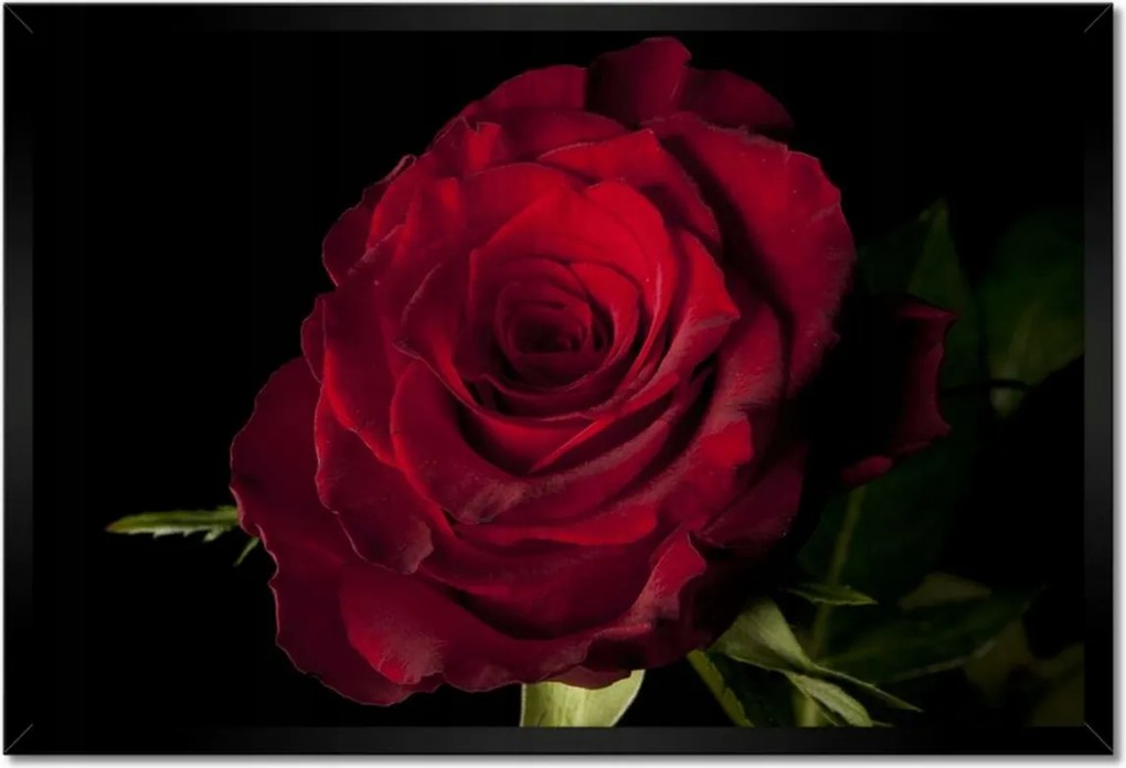 Poszter keretben 60x40 Vörös rózsa