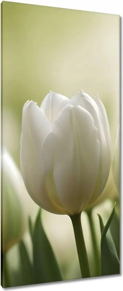 Vászonkép 55x115 Fehér tulipánok