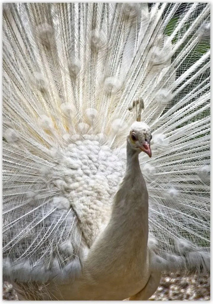 Poszterek 70x100 Madarak