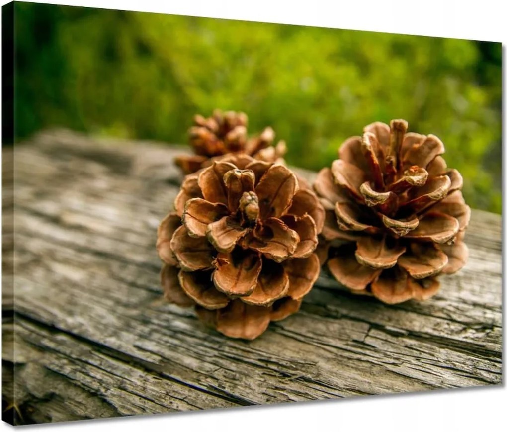 Vászonkép 40x30 Tobozok a kertben