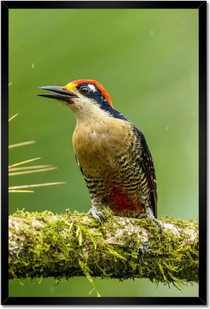 Poszterek keretben 40x60 Madarak