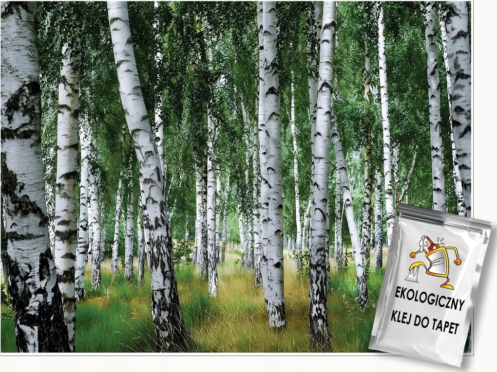 Fotótapéta Nyírfa Erdő Természet Fali Hálószoba Nappali 150x105