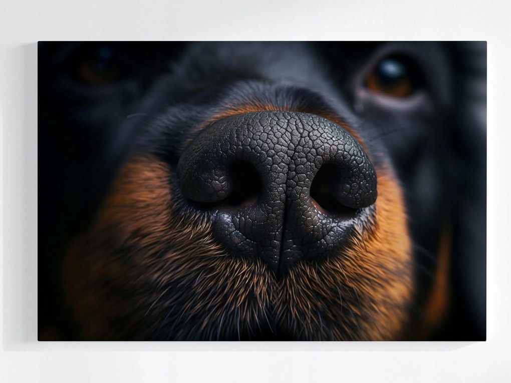 Poszter Fotó Makró Természet Portré Kutya Orr 60x40