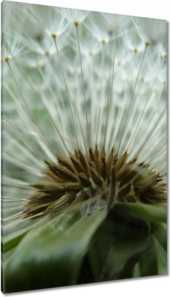 Vászonkép 80x120 Pitypang Virág Virágok