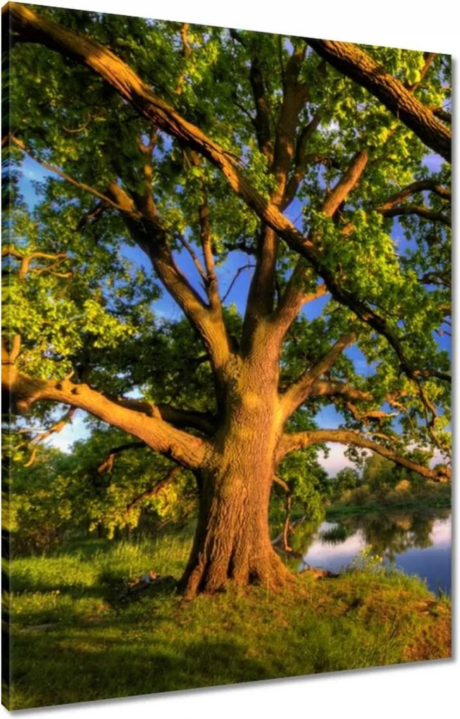 Vászonkép 60x80 Tölgy a croissant-ban Nyugat