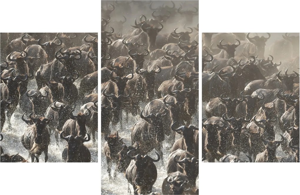 Kép - Gnúcsorda (90x60 cm)