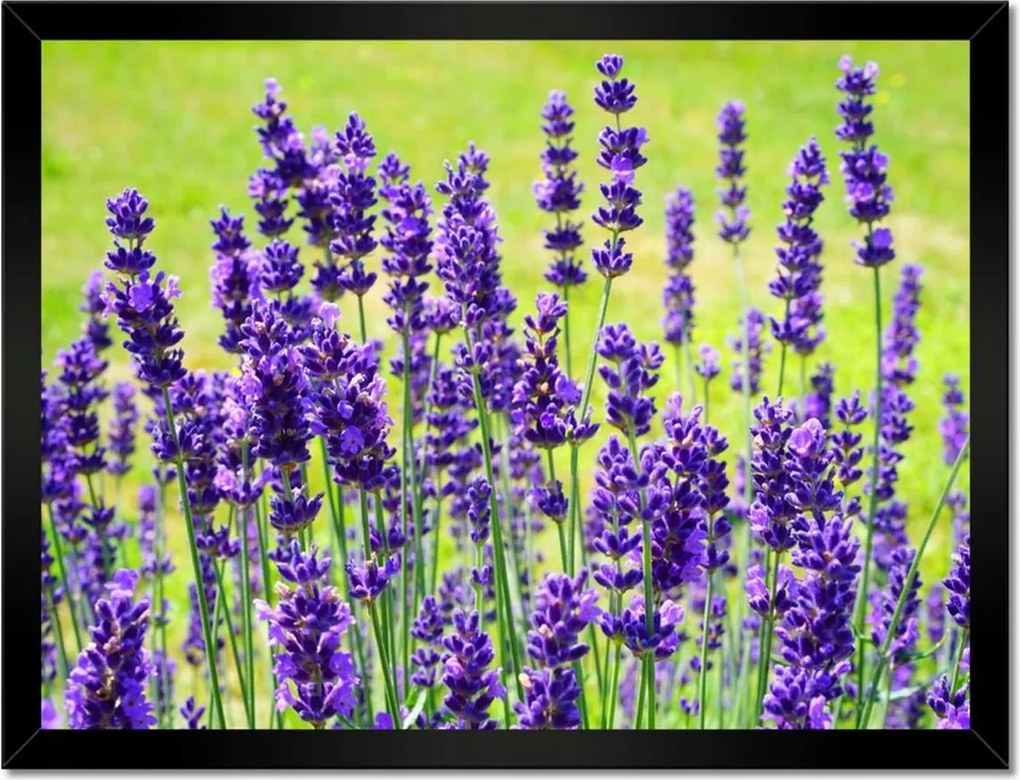Poszterek keretben 40x30 Levendula virágok
