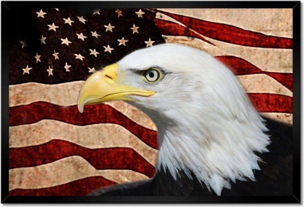 Poszterek keretben 60x40 Amerikai sas