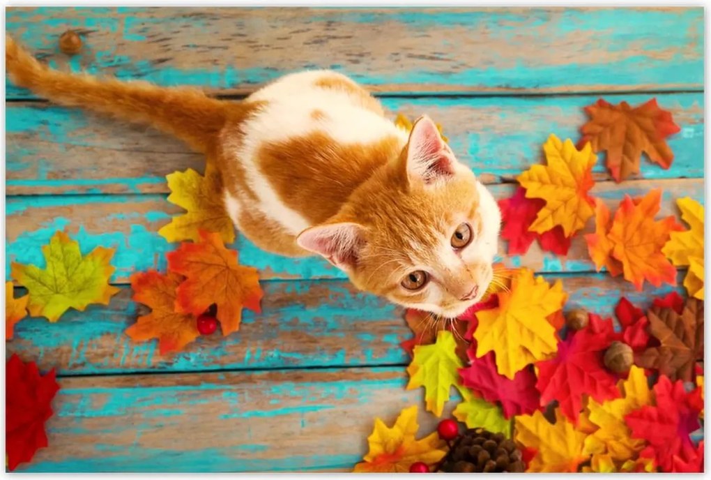 Poszterek 120x80 Cica Cicák